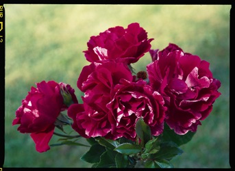 Guy Savoy (Rose)