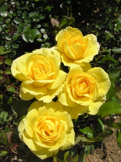 Guy's Gold (Rose)