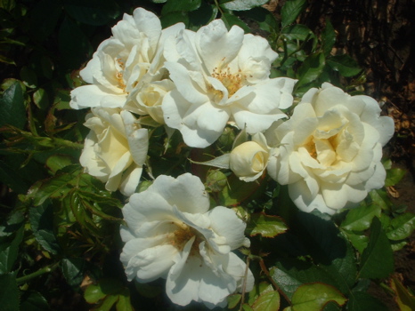 Hakuun (Rose)