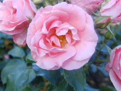 The Halcyon Days Rose (Rose)