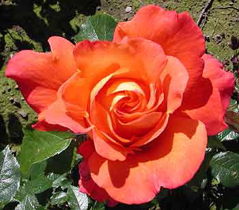 Hallè (Rose)