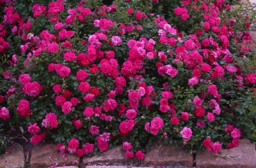 County® Of Hampshire (Rose)