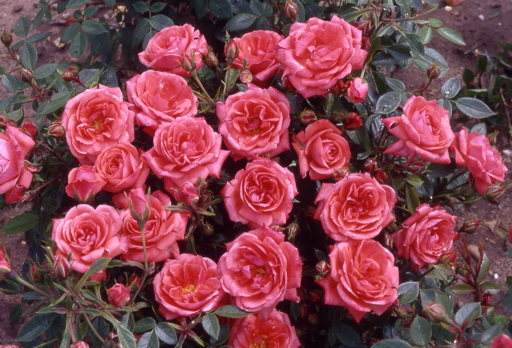 Hand In Hand (Rose)