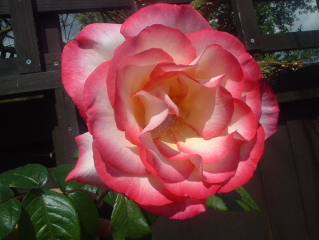 Handel (Rose)