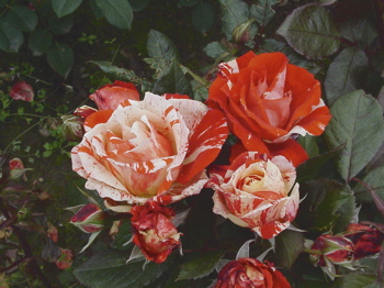 Hanky Panky (Rose)