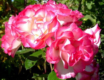 Hannah Gordon (Rose)