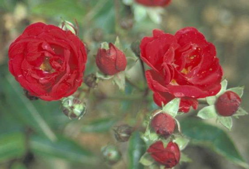 Happy (Rose)