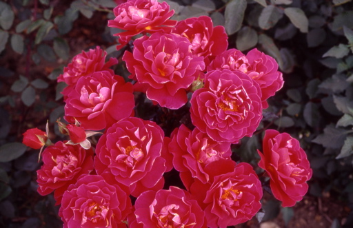 Happy Anniversary 98 (Rose)