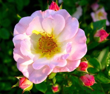 Happy Ever After (Rose)