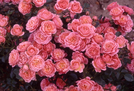 Happy Times (Rose)