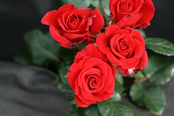 Happy Ruby Wedding (Rose)