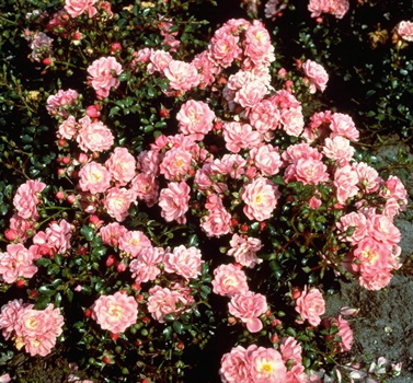 Harewood (Rose)