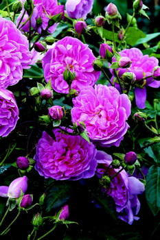 Harlow Carr (Rose)