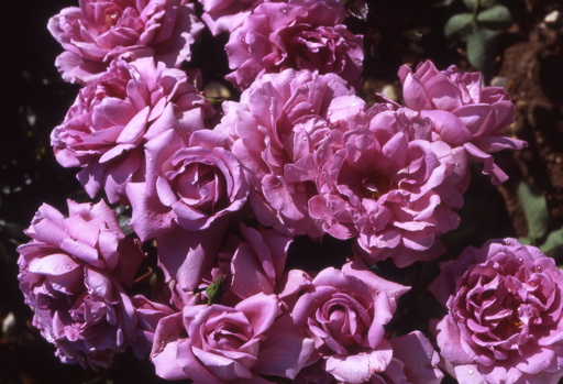 Harry Edland (Rose)