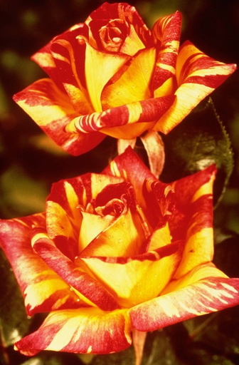 Harry Wheatcroft (Rose)