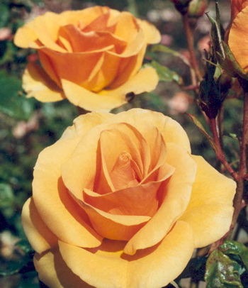 Harvest Fayre (Rose)