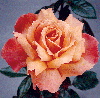 Heart Of Gold (Rose)