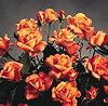 Heartbeat (Rose)