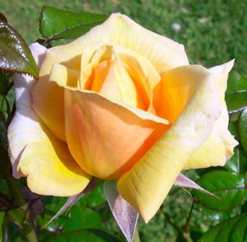 Heather Honey (Rose)