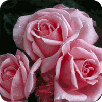 Helen Robinson (Rose)