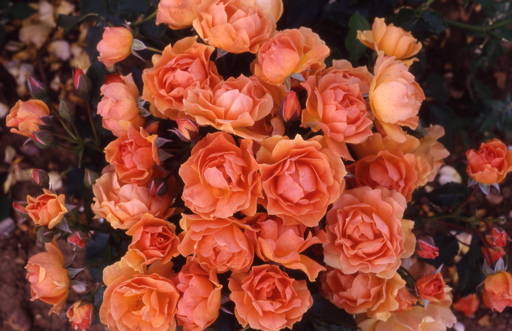 Helping Hands (Rose)