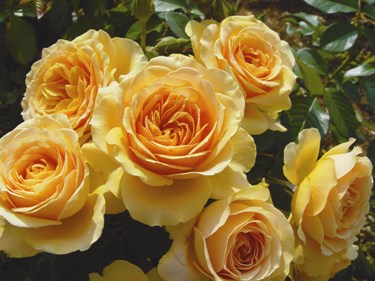 Henrietta Barnett (Rose)