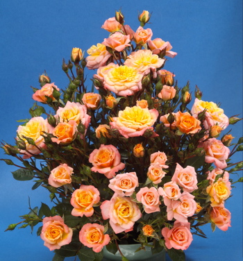 Her Majesty (Rose)