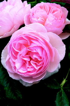 Heritage ® (Rose)