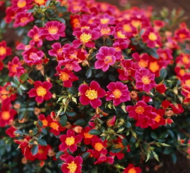 Hertfordshire (Rose)