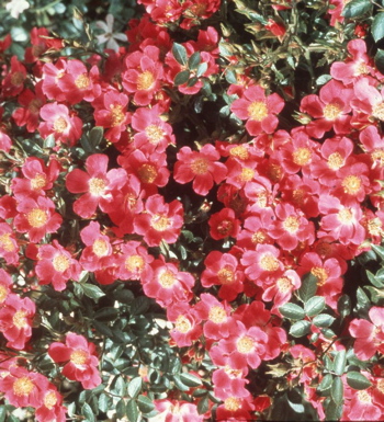 Hertfordshire (Rose)