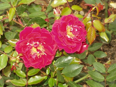 Hever Castle (Rose)