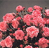 Hi Society (Rose)