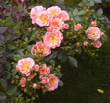 Hide And Seek (Rose)