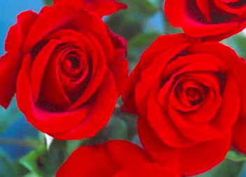 High Flier (Rose)