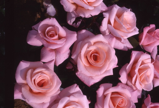 High Hopes (Rose)