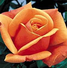 High Sheriff (Rose)