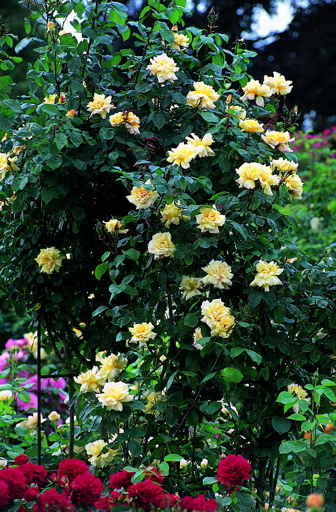 Highfield (Rose)