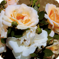 High Sheriff 2009 (Rose)