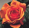 Home Of Time (Rose)