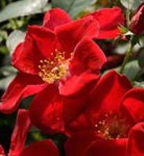 Home Run (Rose)