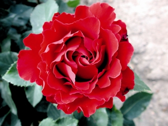 Hommage A Barbara (Rose)