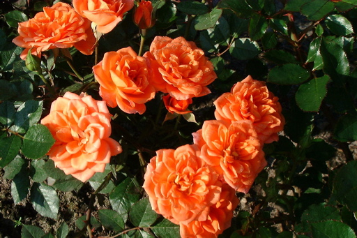 Honeybun (Rose)