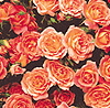 Honeybunch (Rose)