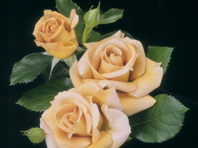 Honey Dijon (Rose)