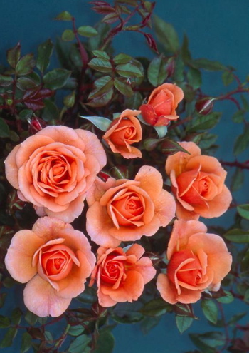 Honeywood (Rose)