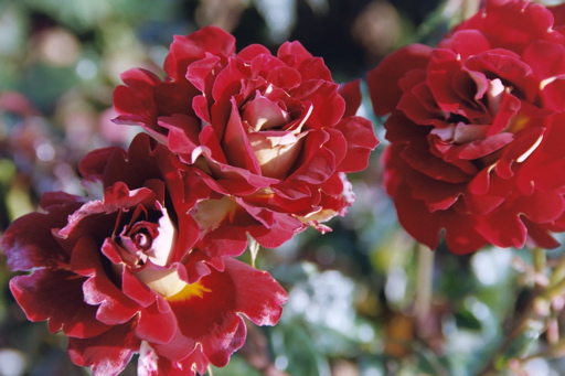 Hospitality (Rose)
