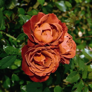 Hot Chocolate (Rose)