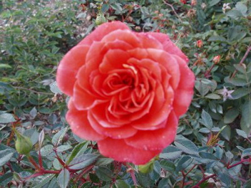 Hot Stuff (Rose)