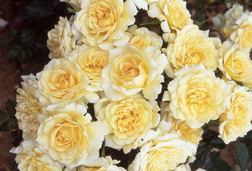 House Beautiful (Rose) Beautiful Rose Flower Images. House Beautiful (Rose)