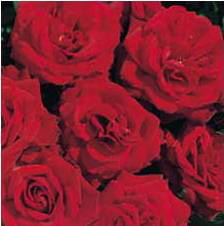Humanity (Rose)